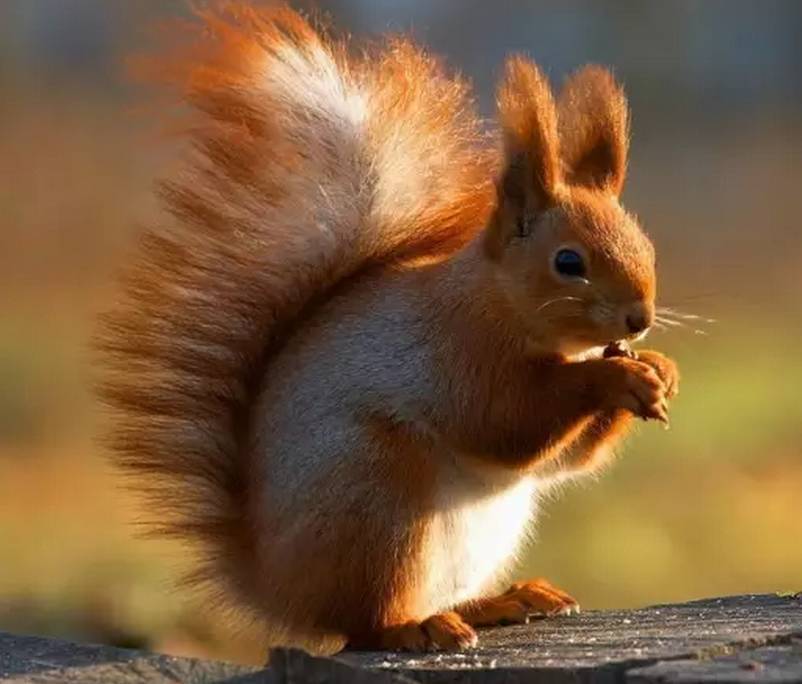 松鼠图片
