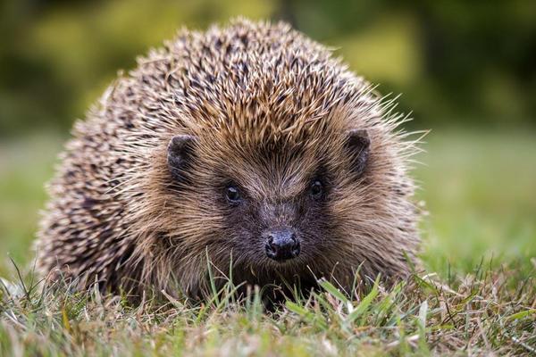 刺猬图片