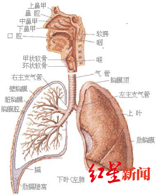 肺炎|世界无烟日 疾控专家提醒：吸烟者感染新冠肺炎更易发展为重症