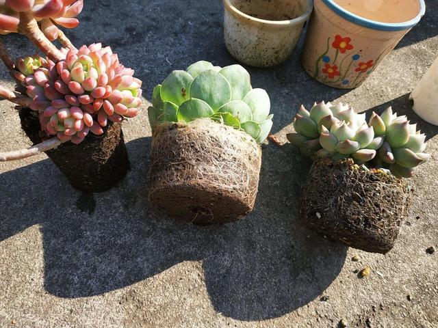 多肉|多肉养了一年不见长，来次狠心手术，立马就变样