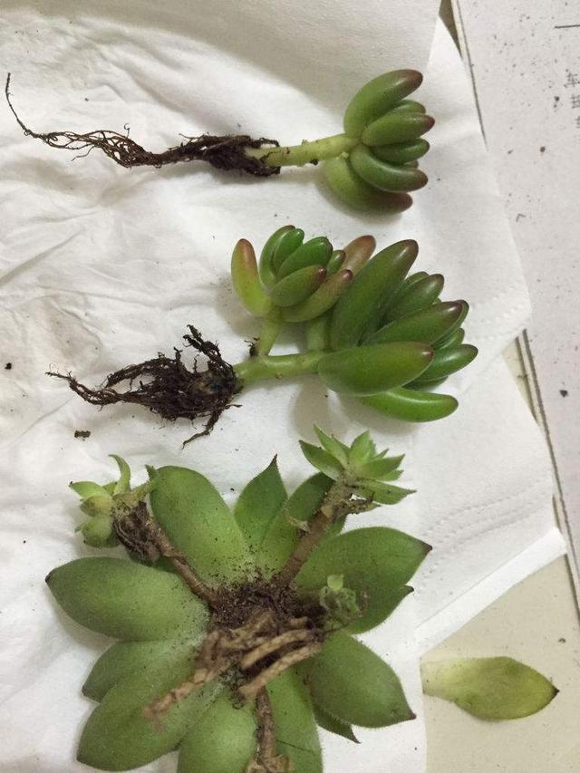 多肉|多肉养了一年不见长，来次狠心手术，立马就变样