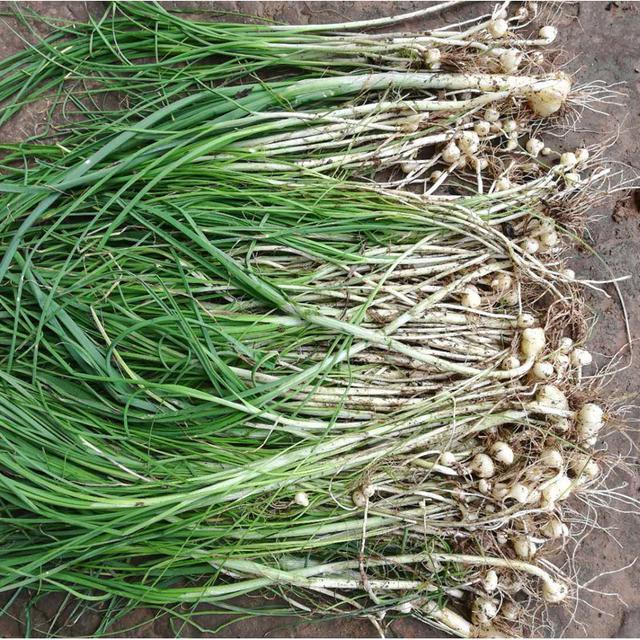 野菜中的极品胡葱你知道怎么吃吗