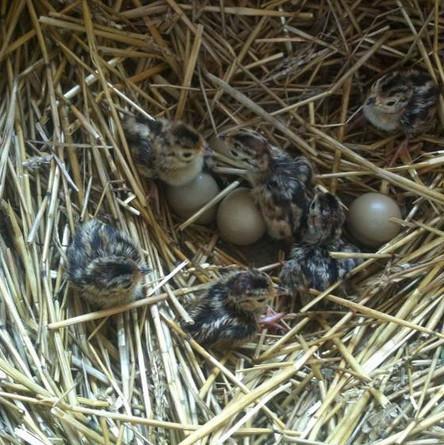 野外捡回来的野鸡蛋拿回家孵化为什么不进食几天后就死去了