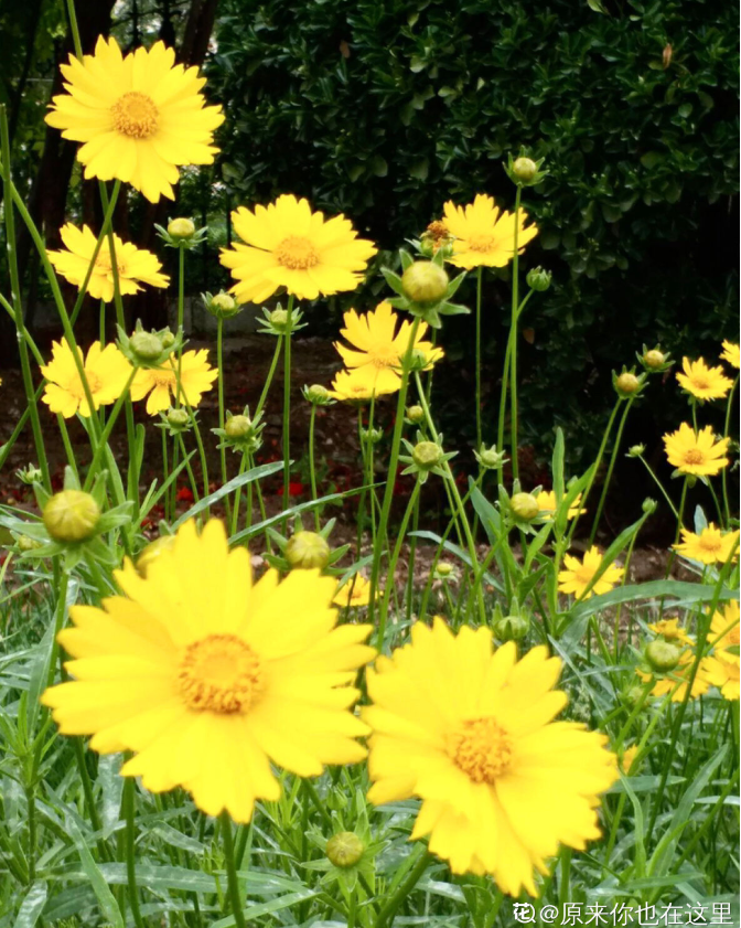 夏天来了这几种路边花不能不识否则太丢人了