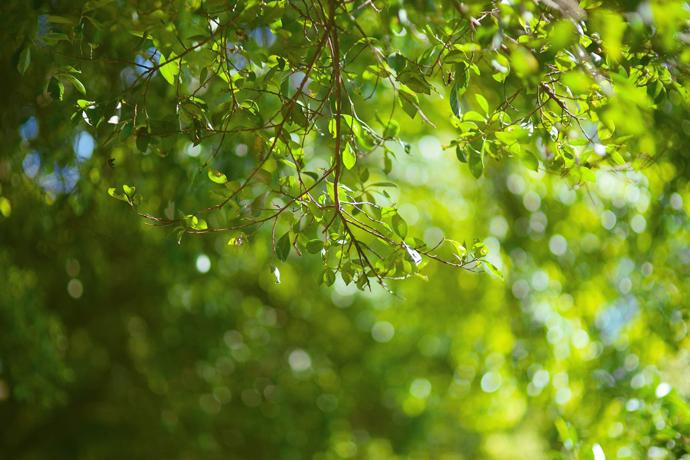 树丛缝隙中透出阳光,密集,微小而常见,是散景的常见光源.
