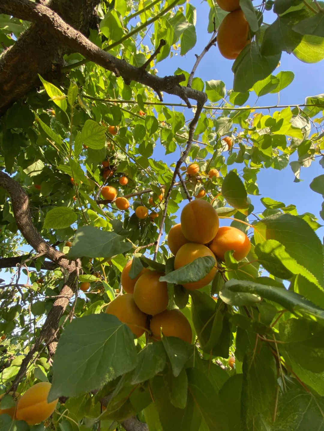 巨鹿沙土岗上有片红杏正醉人