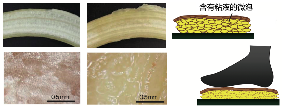 香蕉皮中微泡破裂前/后对比，来源：参考文献1