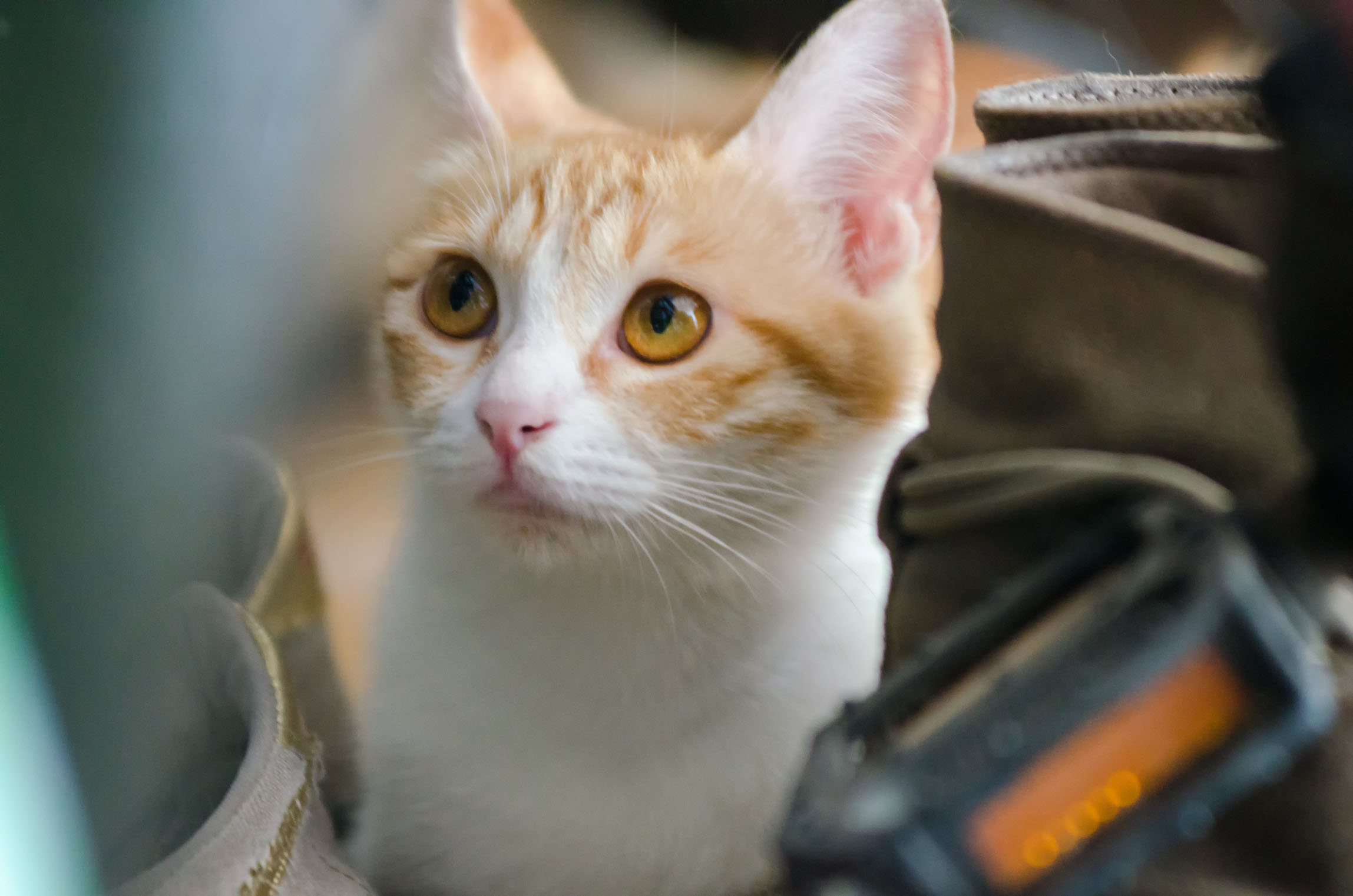 一只猫跑到车上玩天线,最后还被天线打到脑袋,好可爱!