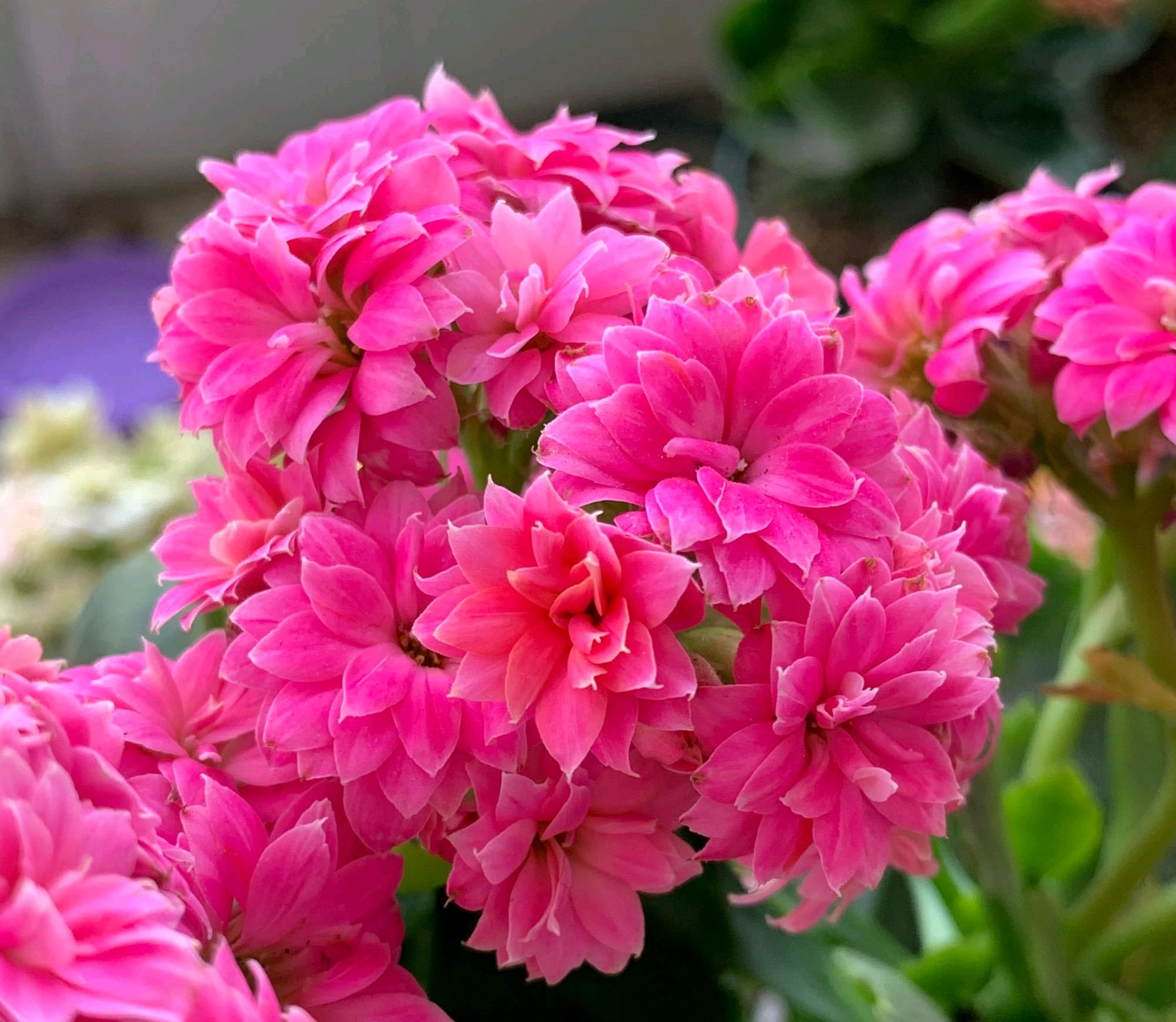 3,磷酸二氢钾不能少长寿可以在夏季开花,温湿度适宜,然后定期浇灌磷酸