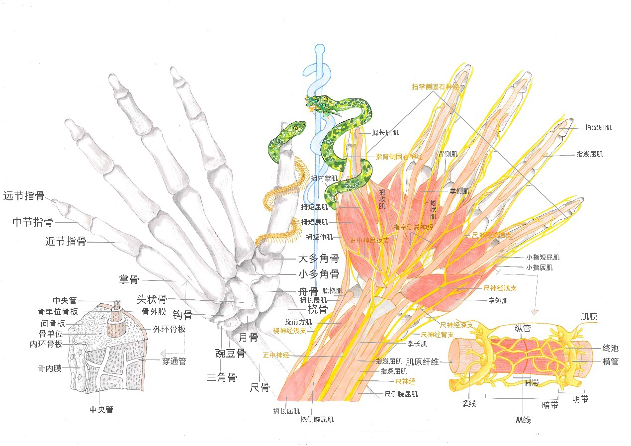 解剖绘画长沙这群医学生硬核科普医学知识