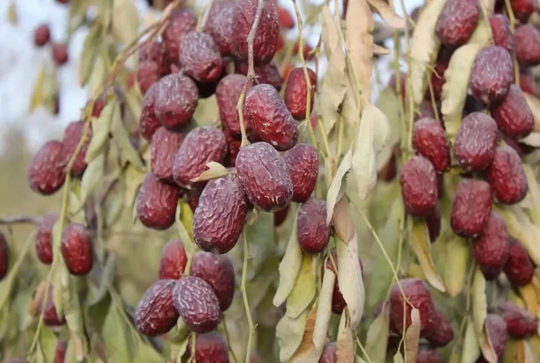 这是红枣还在树上的样子