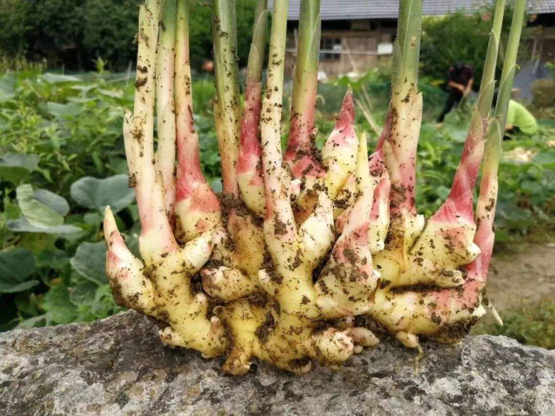 这些蔬菜很耐阴光不好也能种10天就能收一茬