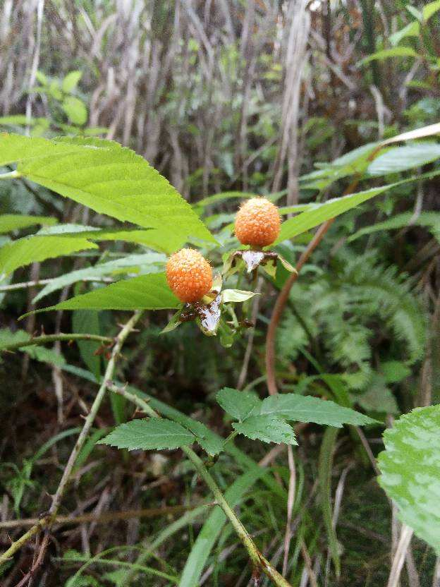 水果|夏天山上野果真不少，4种果子开始成熟，一次上山采一篮