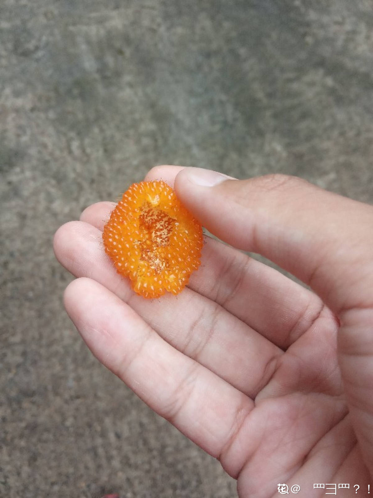 水果|夏天山上野果真不少，4种果子开始成熟，一次上山采一篮