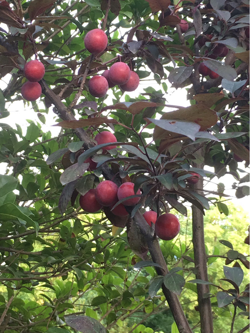 水果|夏天山上野果真不少，4种果子开始成熟，一次上山采一篮