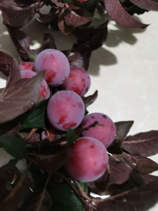 水果|夏天山上野果真不少，4种果子开始成熟，一次上山采一篮