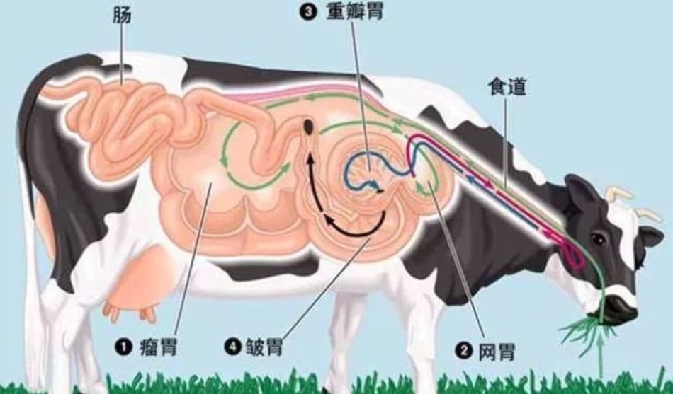 牛胃位置图图片