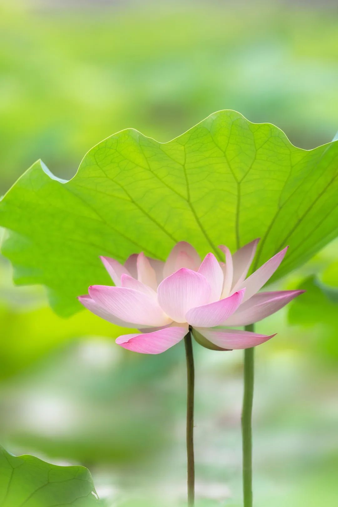 芒种|今日芒种