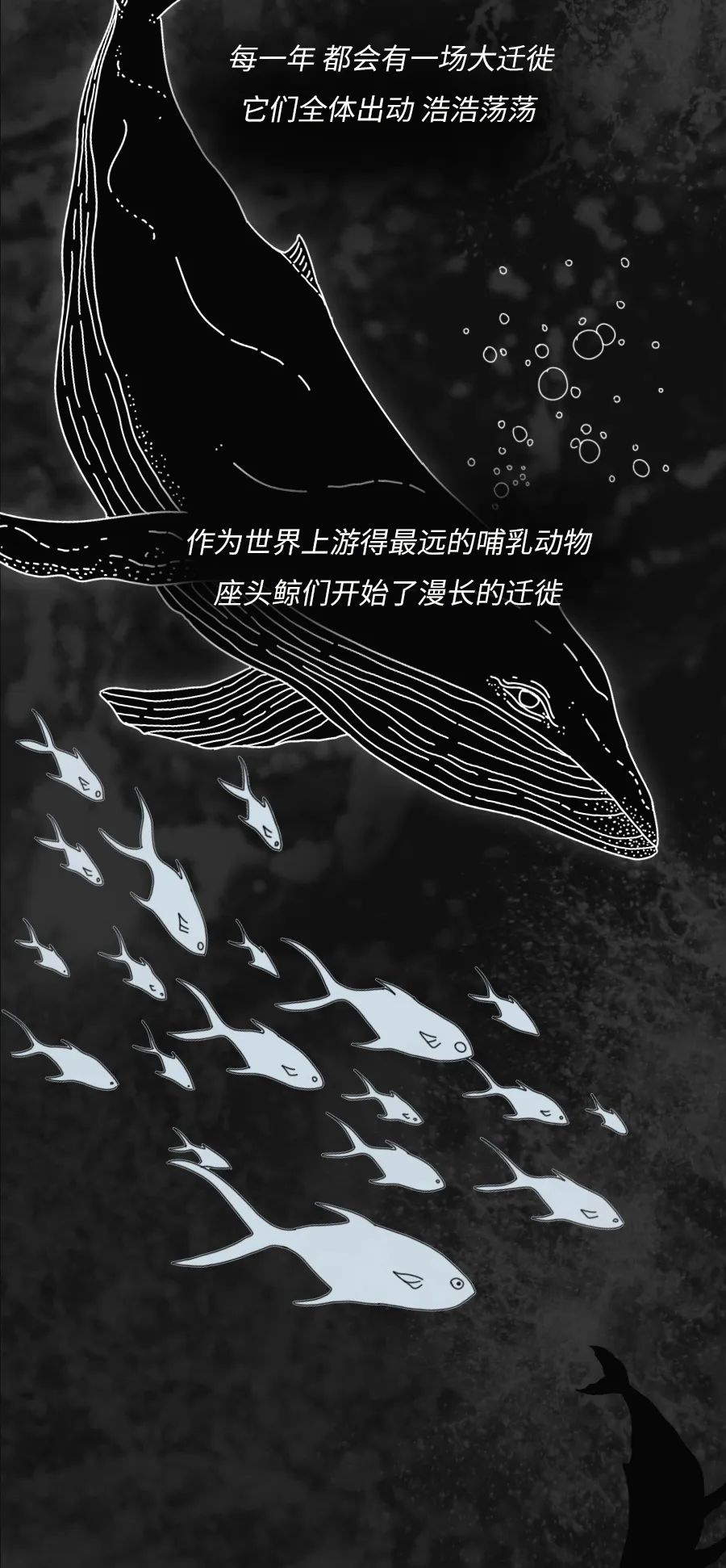 动物|物候期的动物迁徙