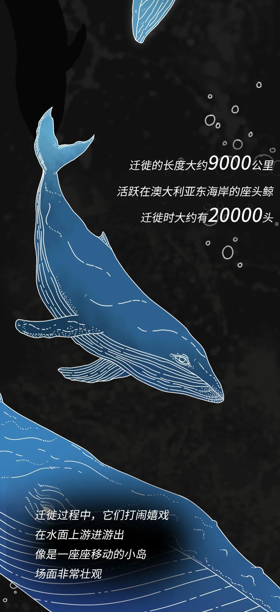 动物|物候期的动物迁徙