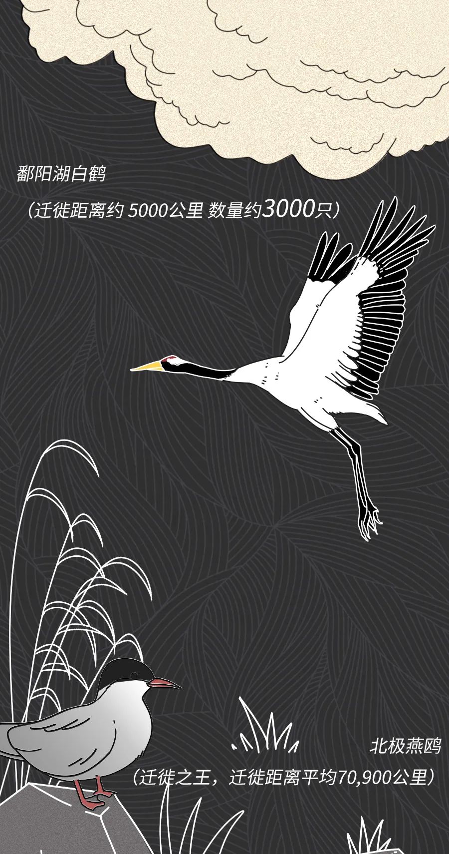 动物|物候期的动物迁徙