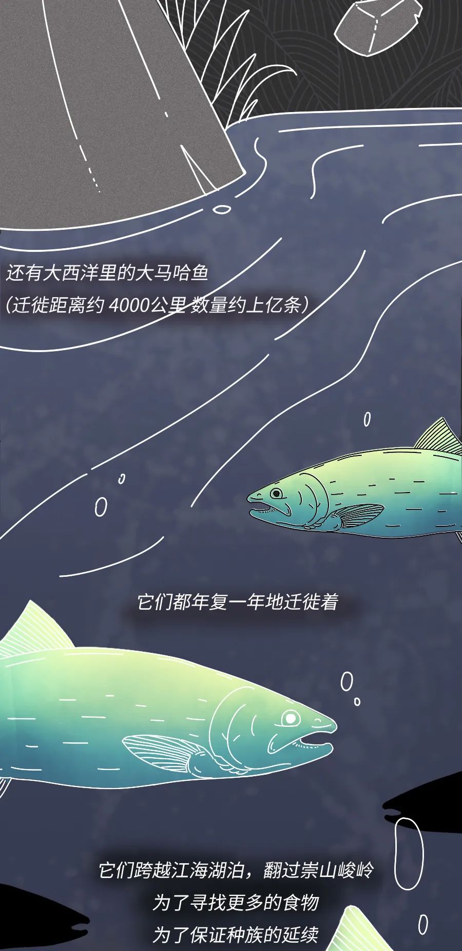 动物|物候期的动物迁徙