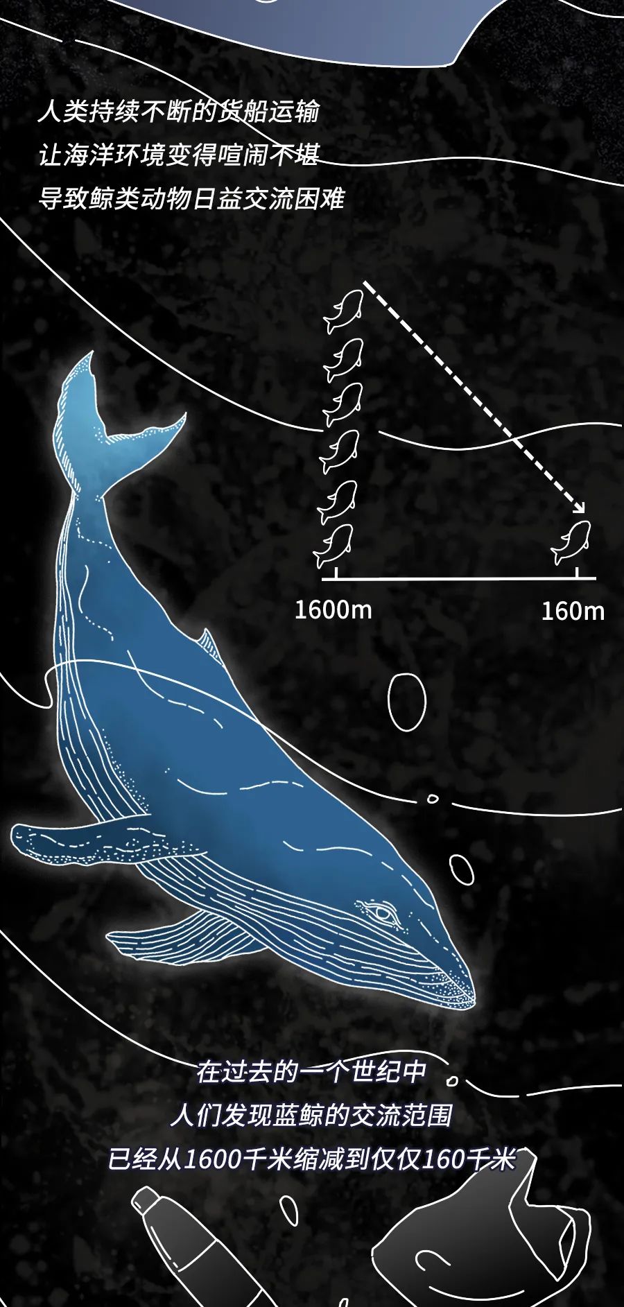 动物|物候期的动物迁徙