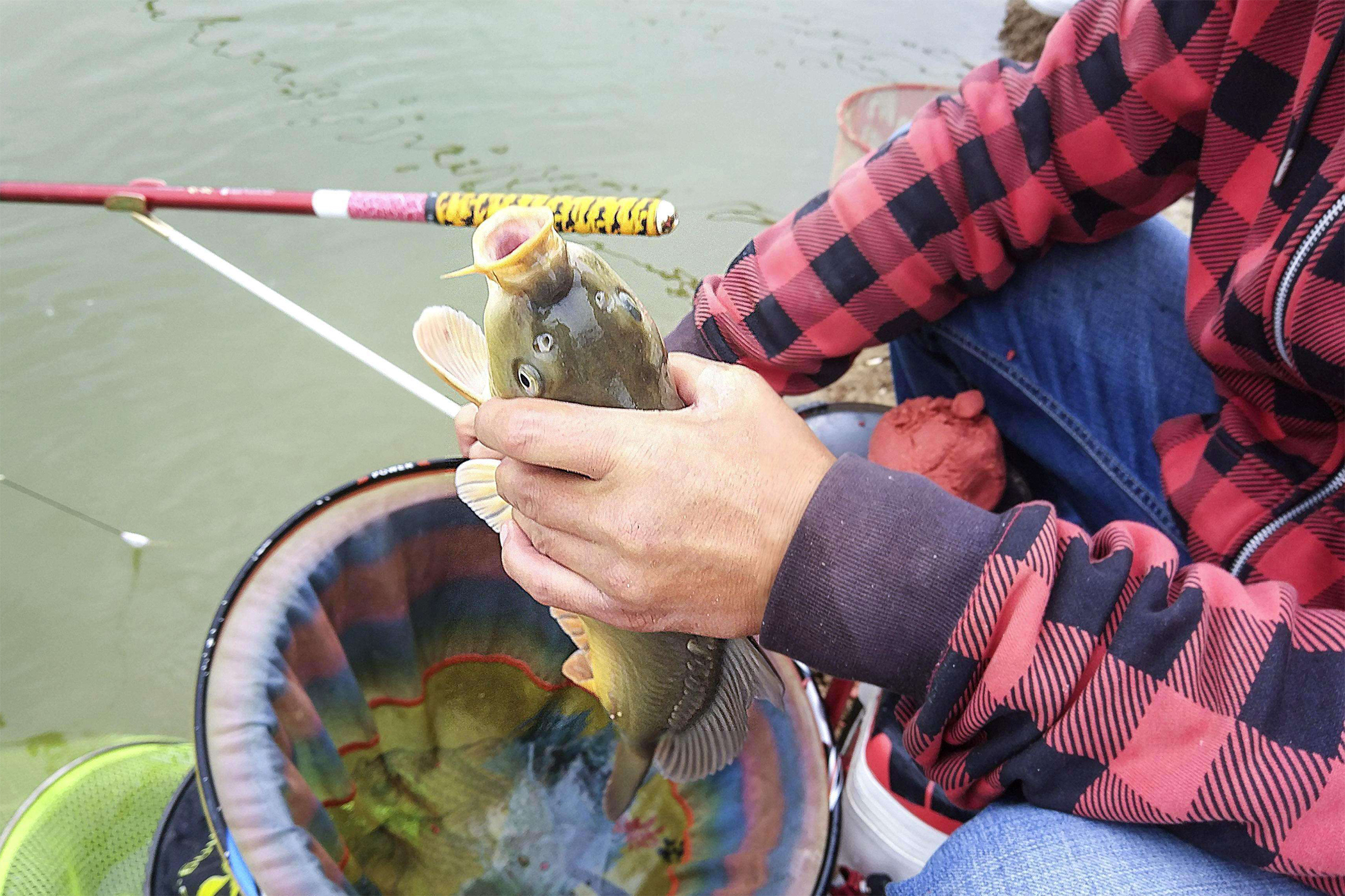气味如何诱鱼怎样通过鱼喜欢的气味诱鱼一款效果神奇的诱鱼剂