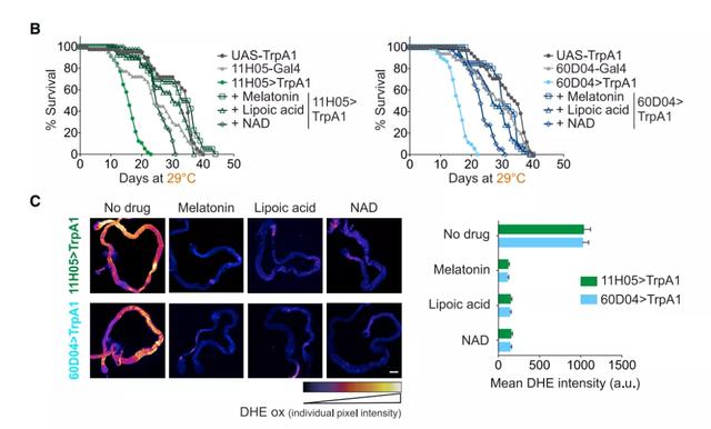 睡眠|今日《细胞》灵魂拷问:不睡觉就会死,这是为啥?