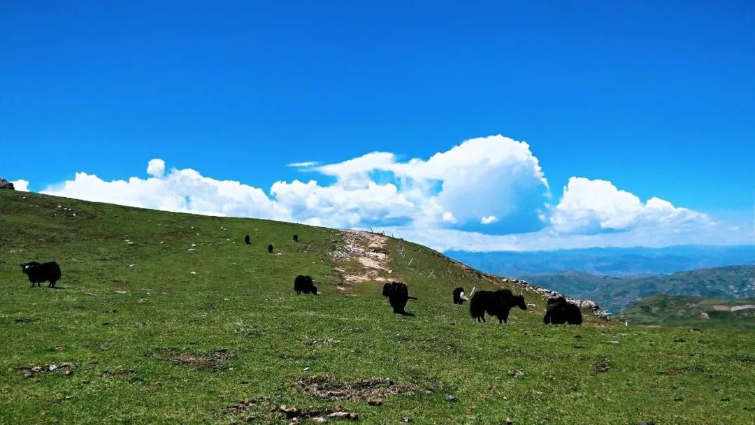 陇南宕昌大草原:风吹草低见牛羊