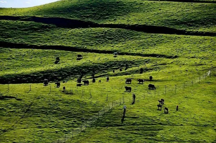 陇南宕昌大草原:风吹草低见牛羊