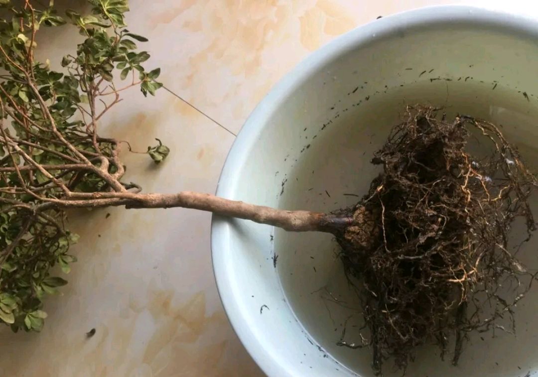 烂根的杜鹃花在夏季洗根了怎么养活狠修剪重保湿发芽