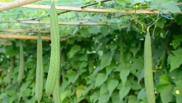 凉拌黄瓜|夏天这6种瓜是宝，消暑气、健脾胃，千万别错过