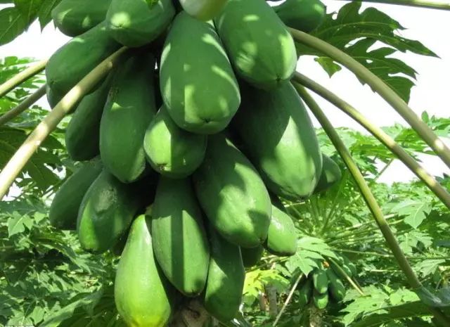 凉拌黄瓜|夏天这6种瓜是宝，消暑气、健脾胃，千万别错过