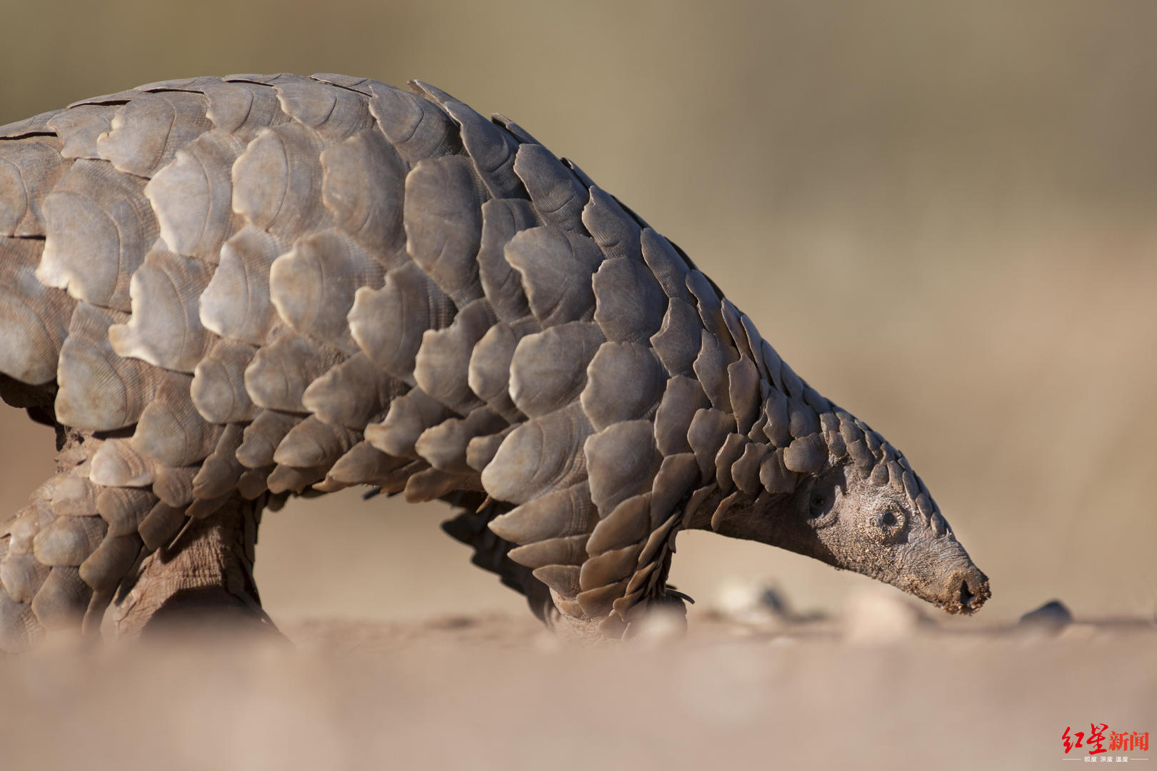 穿山甲|危!穿山甲升为一级保护动物 专家:灭绝风险远超熊猫