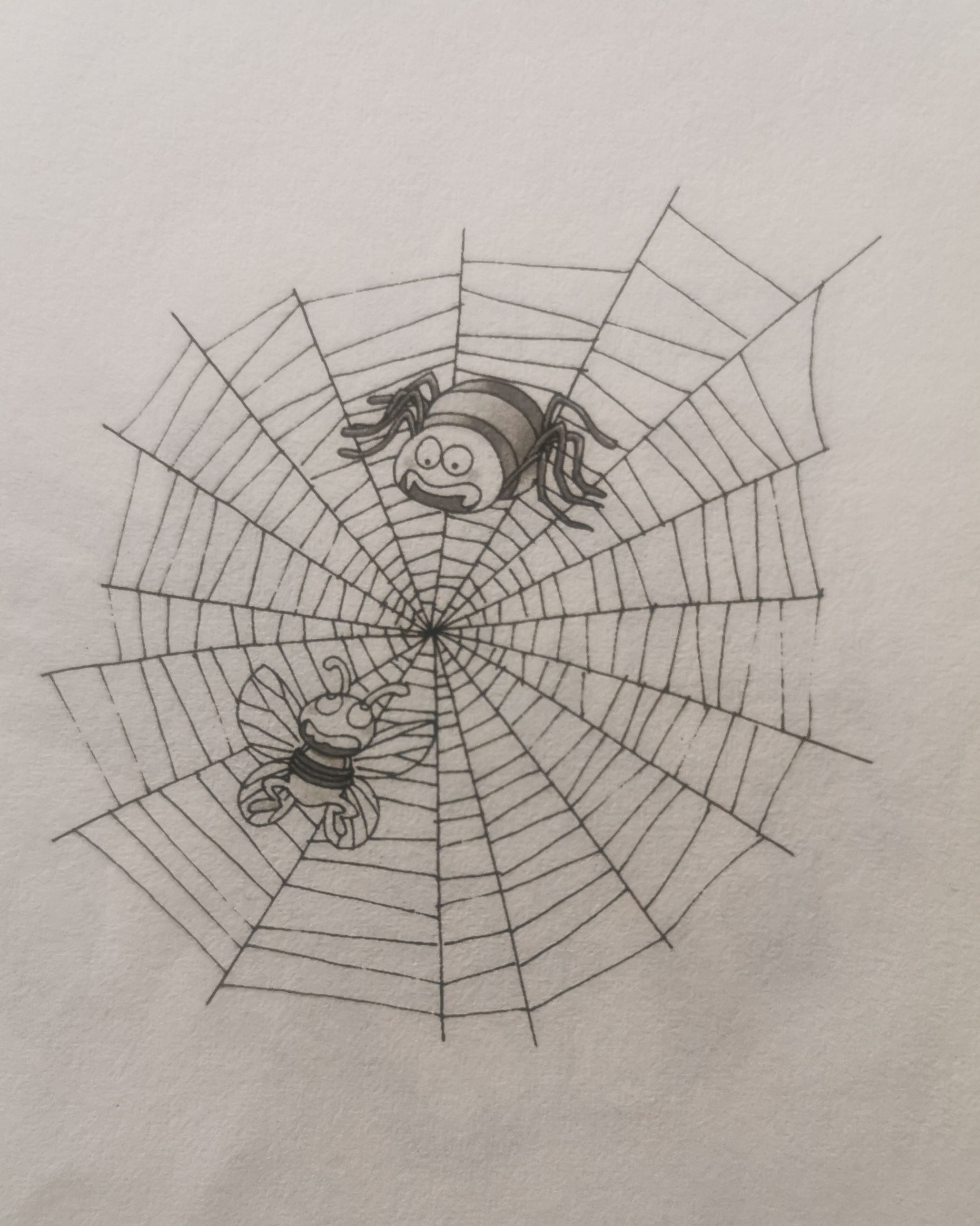 蜘蛛和苍蝇简笔画图片