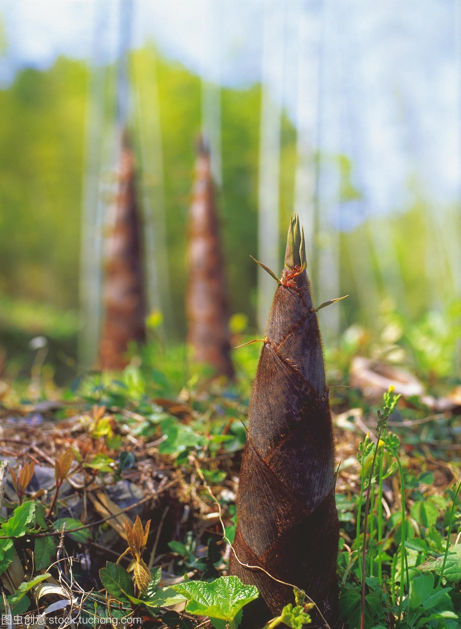 竹笋的知识含草酸量较高