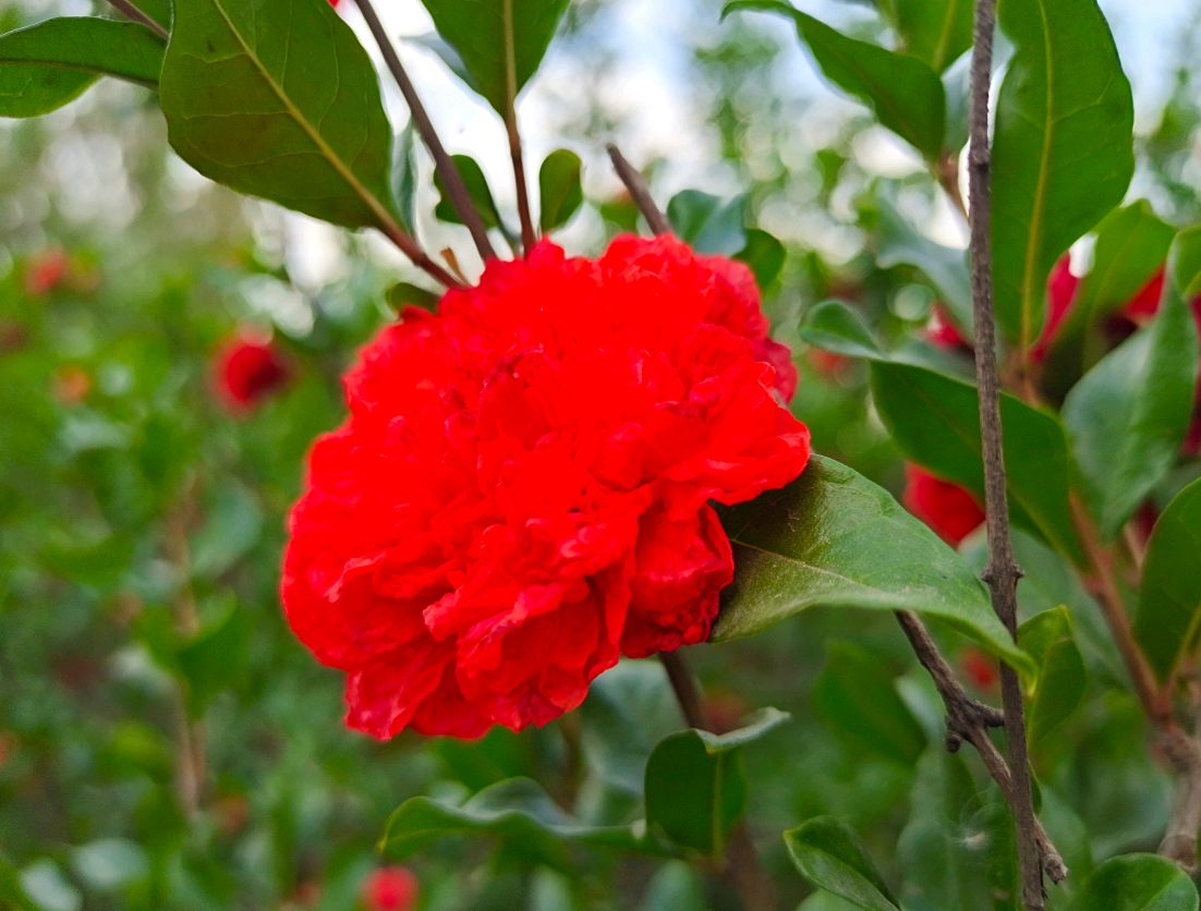 河北武安矿山村东台公园石榴花开石榴的吉祥寓意你知道多少