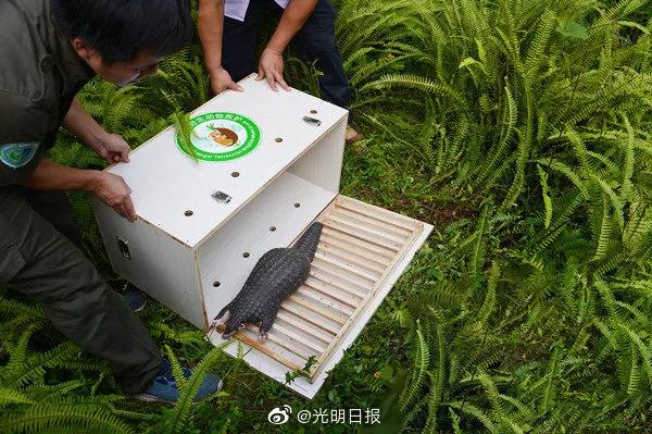 穿山甲|穿山甲，国家一级保护动物