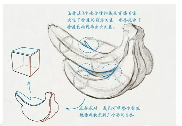 介绍香蕉的结构图图片