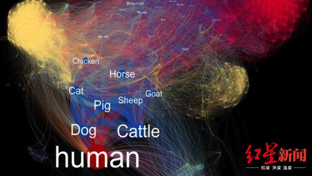 动物|病毒来袭，新冠绝非最后一场 英专家：正在为下一场做准备