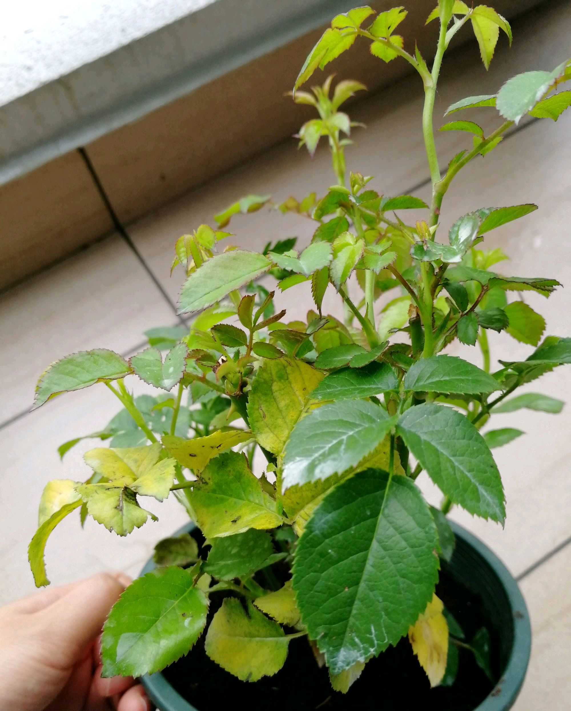 夏季在阳台养月季花盆栽给盆土降温很关键小心闷根黄叶又倒苗