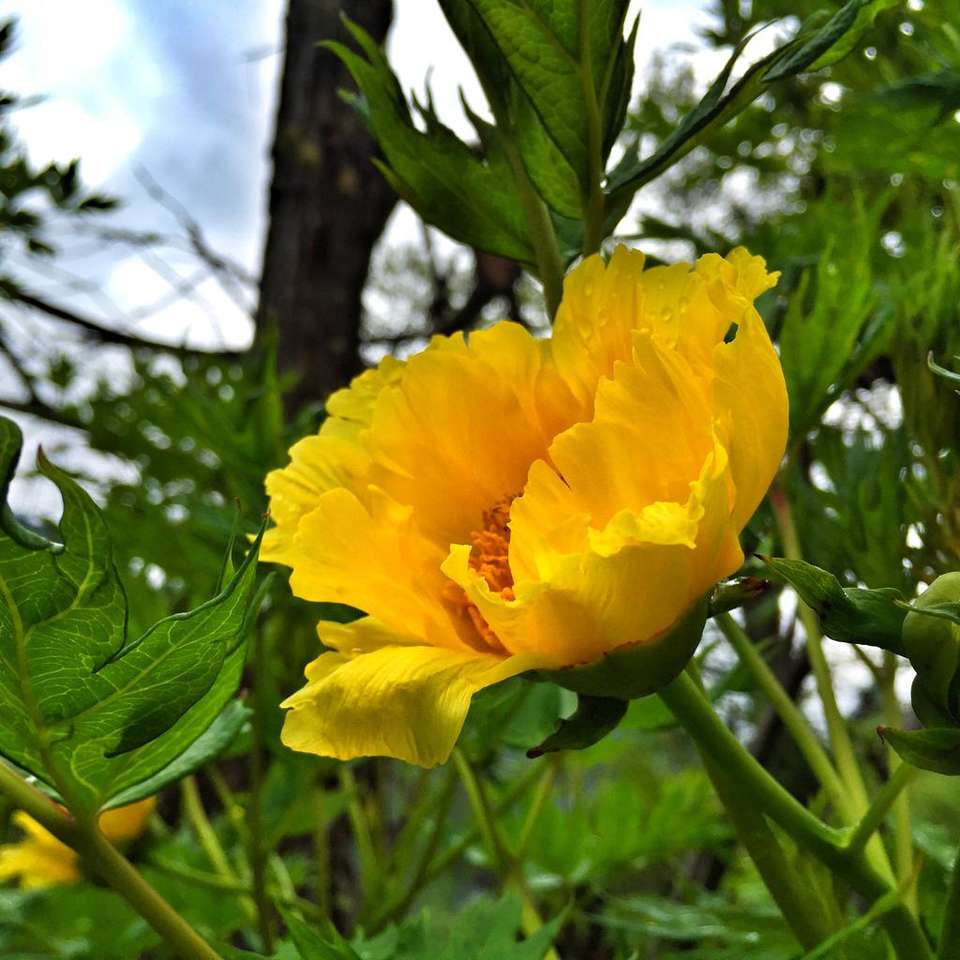 大花黄牡丹是不是牡丹仅剩6000余颗比姚黄牡丹更大气