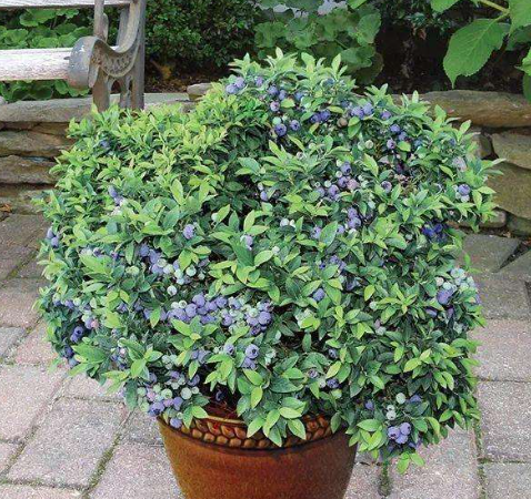 花盆里栽棵蓝莓树用点小技巧一次结果好几斤全家都爱吃