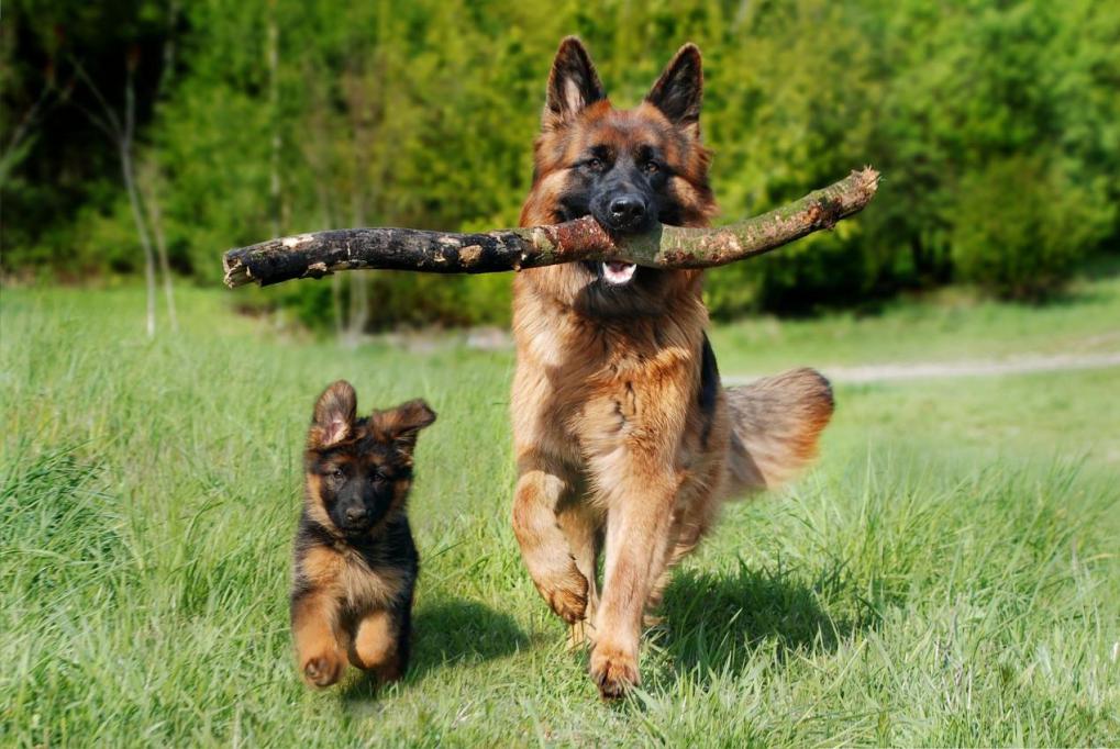 德国牧羊犬 图片来源：pixabay