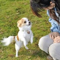 警犬小桃 图片来源：中国日报网站