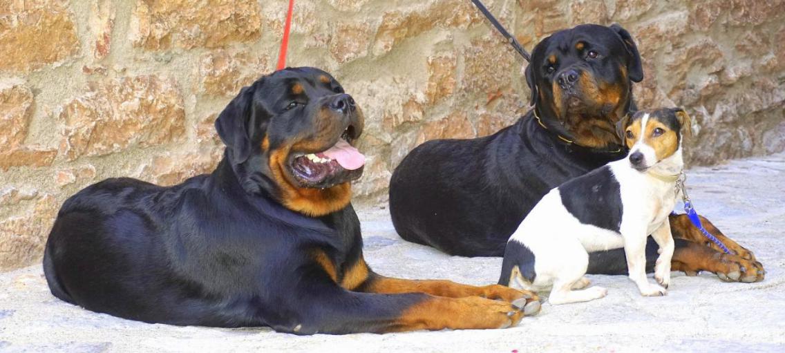 罗威纳犬 图片来源：pixabay