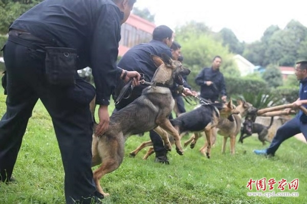 昆明犬 图片来源：中国警察网