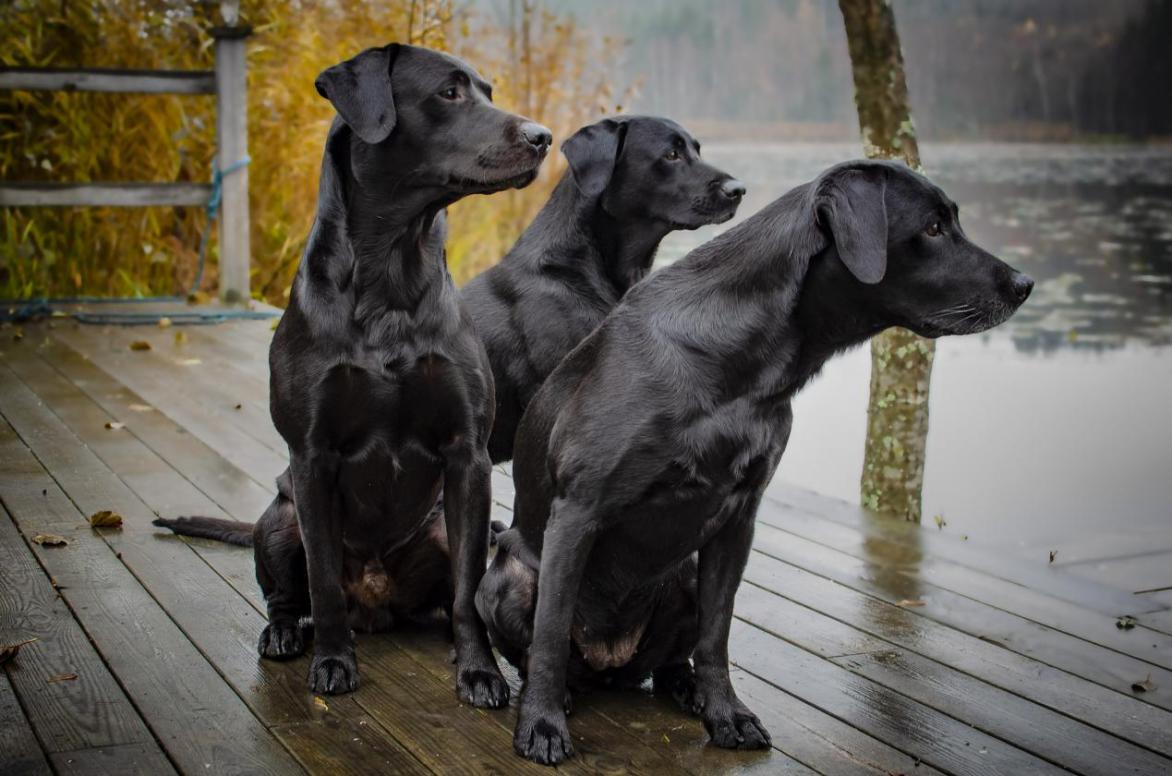 拉布拉多犬 图片来源：pixabay