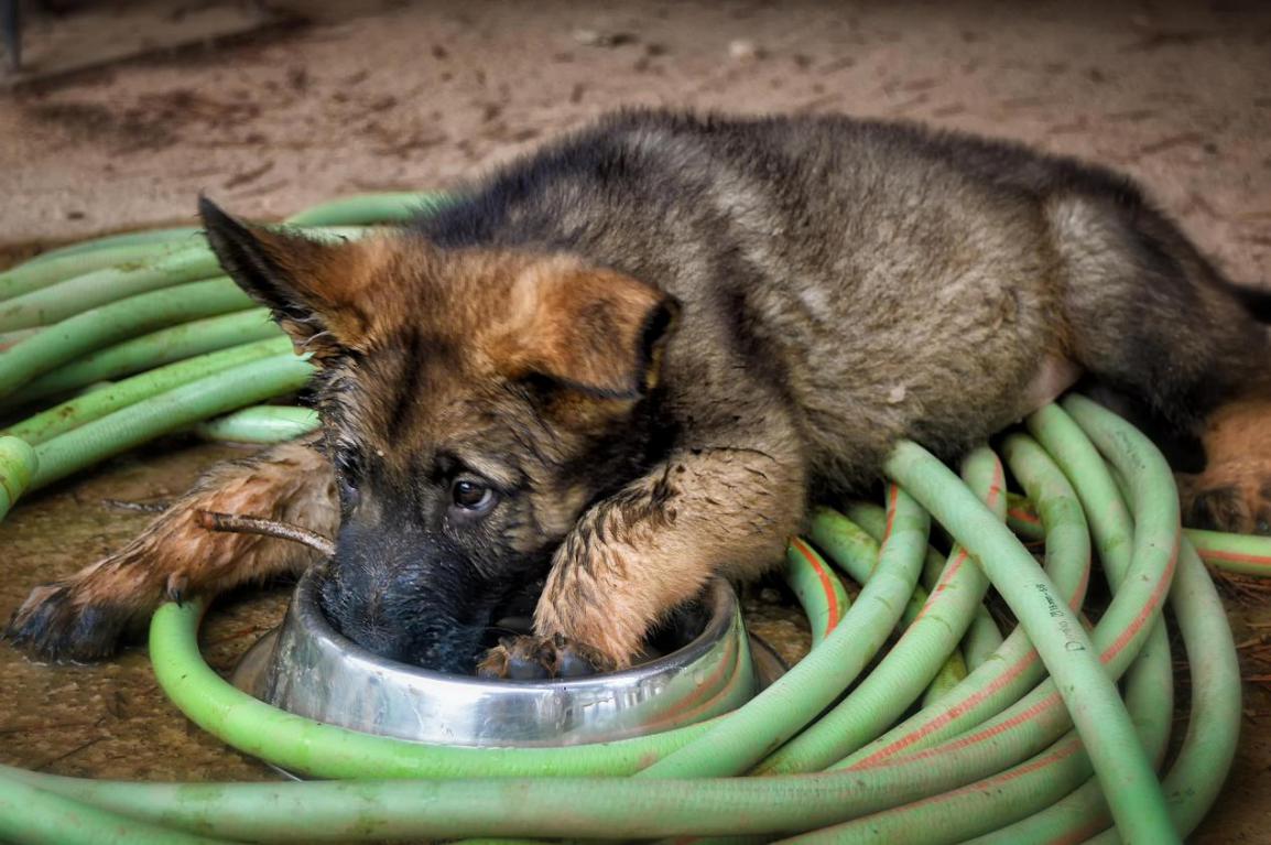 脱敏训练 图片来源：pixabay